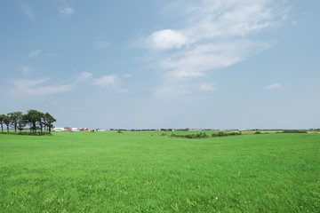 Fototapeta na wymiar 北海道の牧草畑