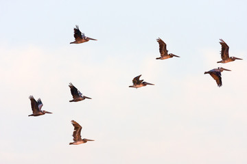 Obraz premium Pelicans in flight