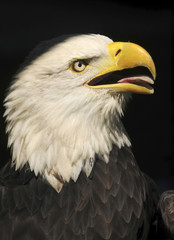 eagle closeup