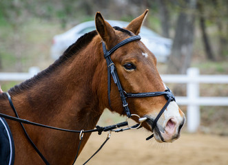 Fototapeta premium Portrait of a brown horse in a bridle.
