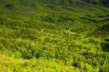 Spring, Foothills Parkway