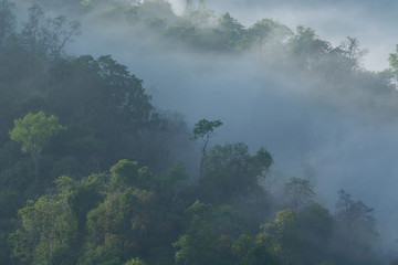 Fototapeta premium Mgła pokryta lasem.