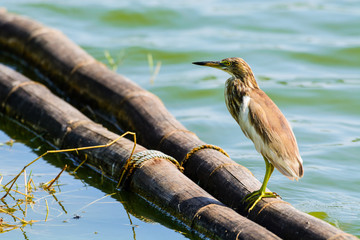 Chinese Pond Heron Ardeola bacchus.