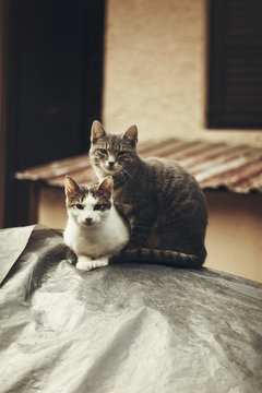 Two cats posing in the garden