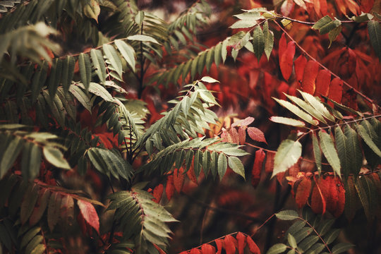 Red and green sheets