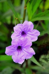 Obraz premium Colorful flowers
