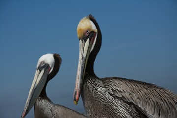 Pelicans Posing