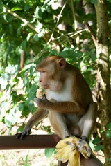 Open zoo monkey