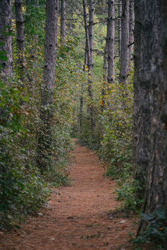 Forest path