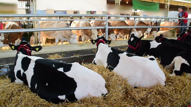black and white cows and a brown and white cows grazing and resting in a barn, Agricultural Fair, May 18. 2017. Novi Sad, Serbia