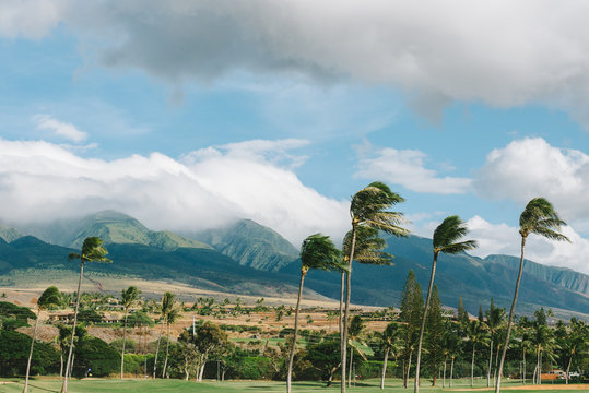 Palm trees blowing in the wind