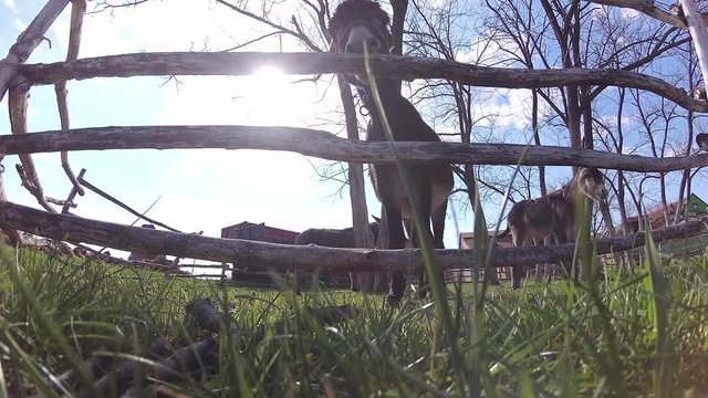 cute donkeys at the fenced farmland graze near the camera