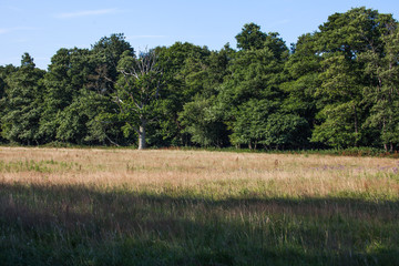 Fototapeta premium England Summer Scenery from Sussex