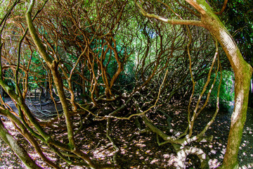 Fototapeta premium English Country Park in Sussex