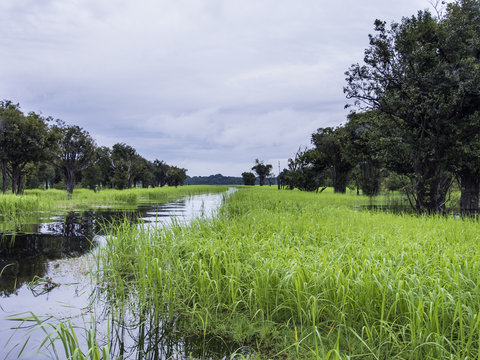 Tributary off the Amazon - Rio Negre river, Brazil