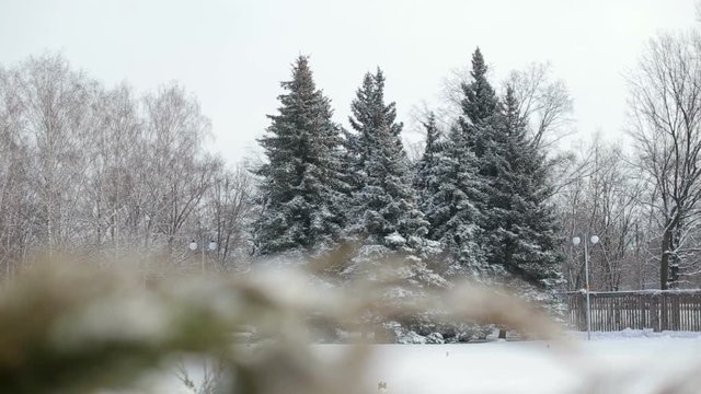 Group of snowy fir trees in beautiful winter Park. Front background is blurred.