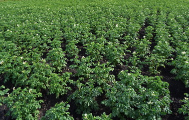 Fototapeta na wymiar blooming potato field at summer day