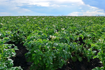Fototapeta na wymiar large blooming potato field at summer day