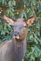 Cataloochee NC Smoky Mountain Elk facing camera