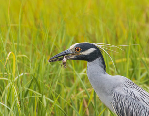 Fiddler on the Hoof - A yellow crowned night heron has grabbed a fiddler crab by its fiddle and is about to swallow it in one gulp.