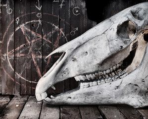 Horse skull with pentagram on planks. Mystic Halloween still life 