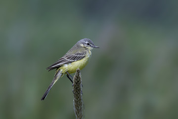 Western yellow wagtail (Motacilla flava)
