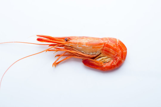 Shrimp on white background closeup.