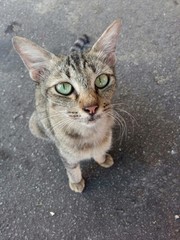 Street cat