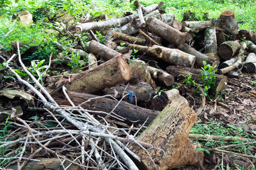 ベトナム マダグイ フォレスト リゾート　森