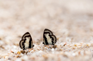couple butterflies (Straight Pierro) are sucking Mineral on the ground in nature