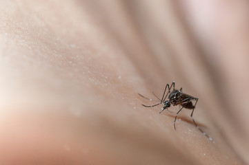 close-up of mosquito (Aedes) sucking blood on the human skin , mosquitoes are carriers of human and animal diseases.