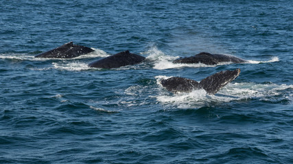 Obraz premium Pod of humpback whales (Megaptera novaeangliae), Port Stephens, Australia, on their migratory journey from Antarctica to Queensland