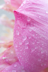 Pink lotus petals There is a drop of water on the petals,Selective focus,free space