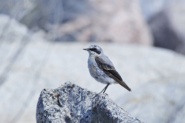 Northern wheatear (Oenanthe oenanthe)
