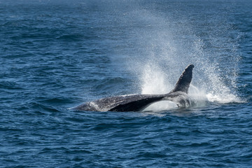 Juvenile Humpback Whale Diving (Megaptera novaeangliae) - Port Stephens, NSW, Australia