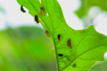 Insect