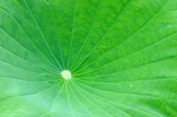 Fototapeta na wymiar close up on green lotus leaf texture