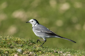 La Bergeronnette grise