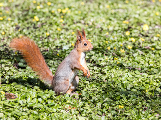 Naklejka na ściany i meble young eastern fox squirrel sitting on green grass with yellow flowers 