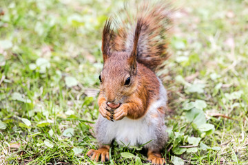 Naklejka na ściany i meble small ginger squirrel eating nut on green grass. squirrel sitting on lawn.