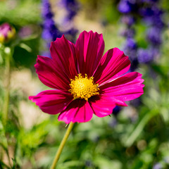 Obraz premium Pink flower isolated
