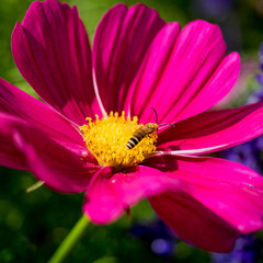 Pink flower isolated