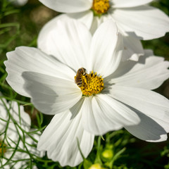 Fototapeta premium White flower isolated
