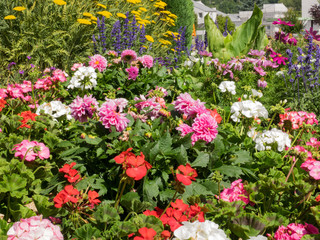 Fototapeta na wymiar Multicolor garden
