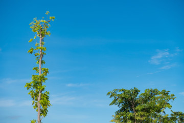 Sky above the trees in the forest, nature background.