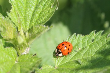 Coccinelle chinoise
