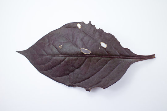 Disease Red leaf of Red Ivy or Red flame ivy or Hemigraphis alternata