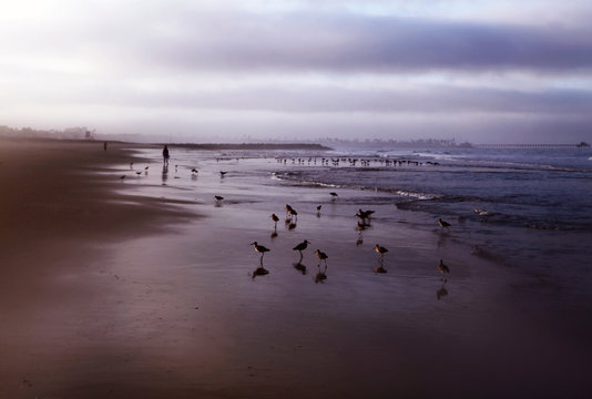Beach with birds and people at sunset