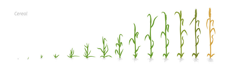 Wheat plant Triticum cultivation agriculture Growth stages vector illustration