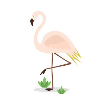 Beautiful abstract single pink flamingo standing on one leg on white background